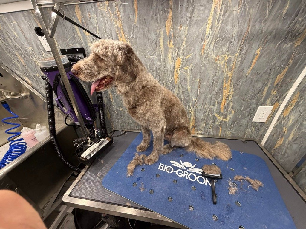 A happy dog on the grooming table inside the van